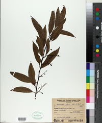 Nectandra megapotamica image