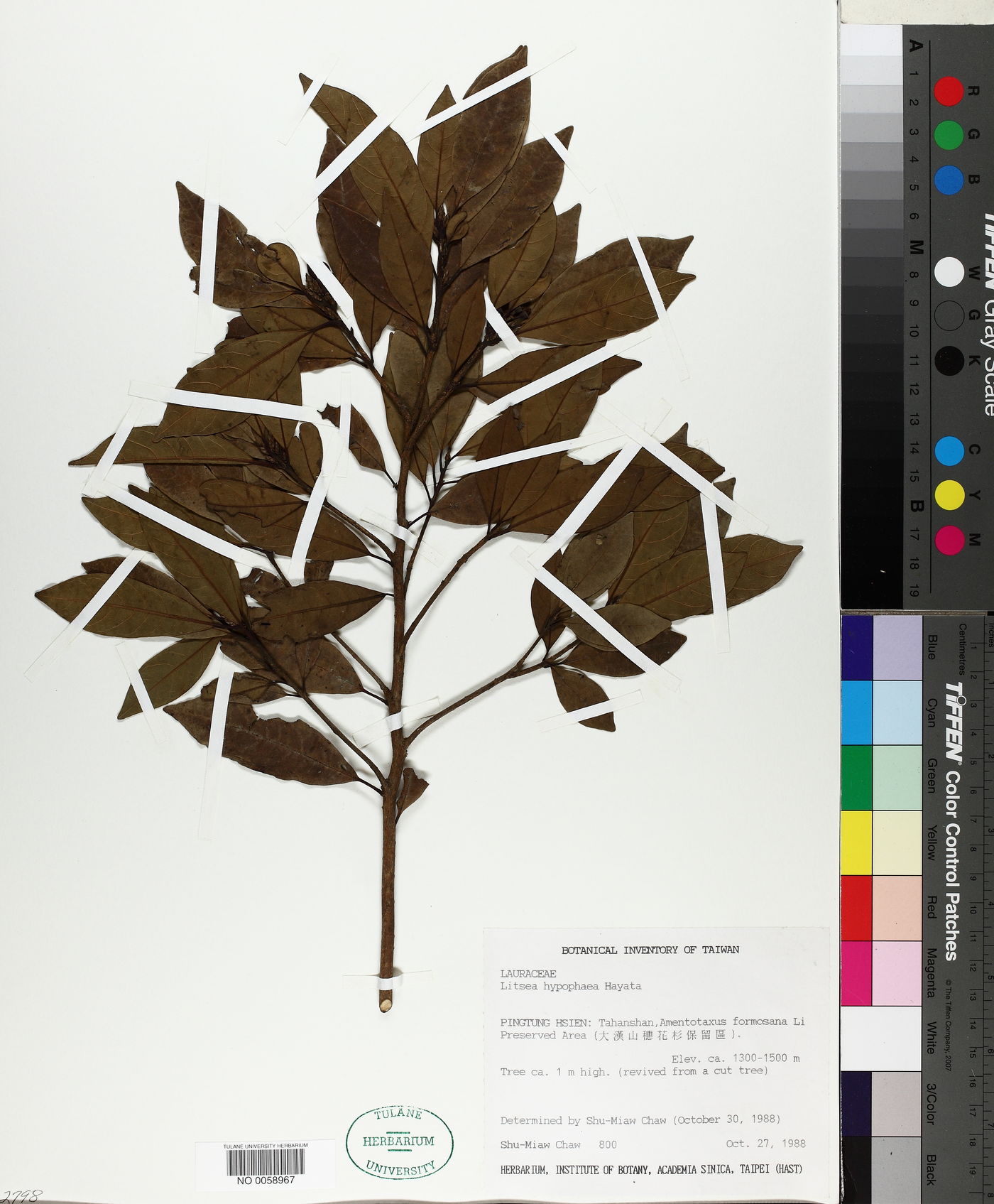 Litsea hypophaea image