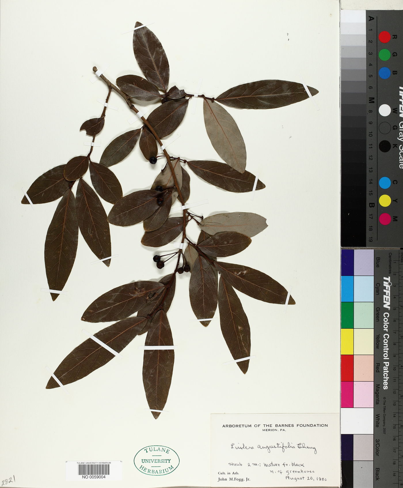 Lindera angustifolia image
