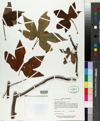 Gyrocarpus mocinnoi image
