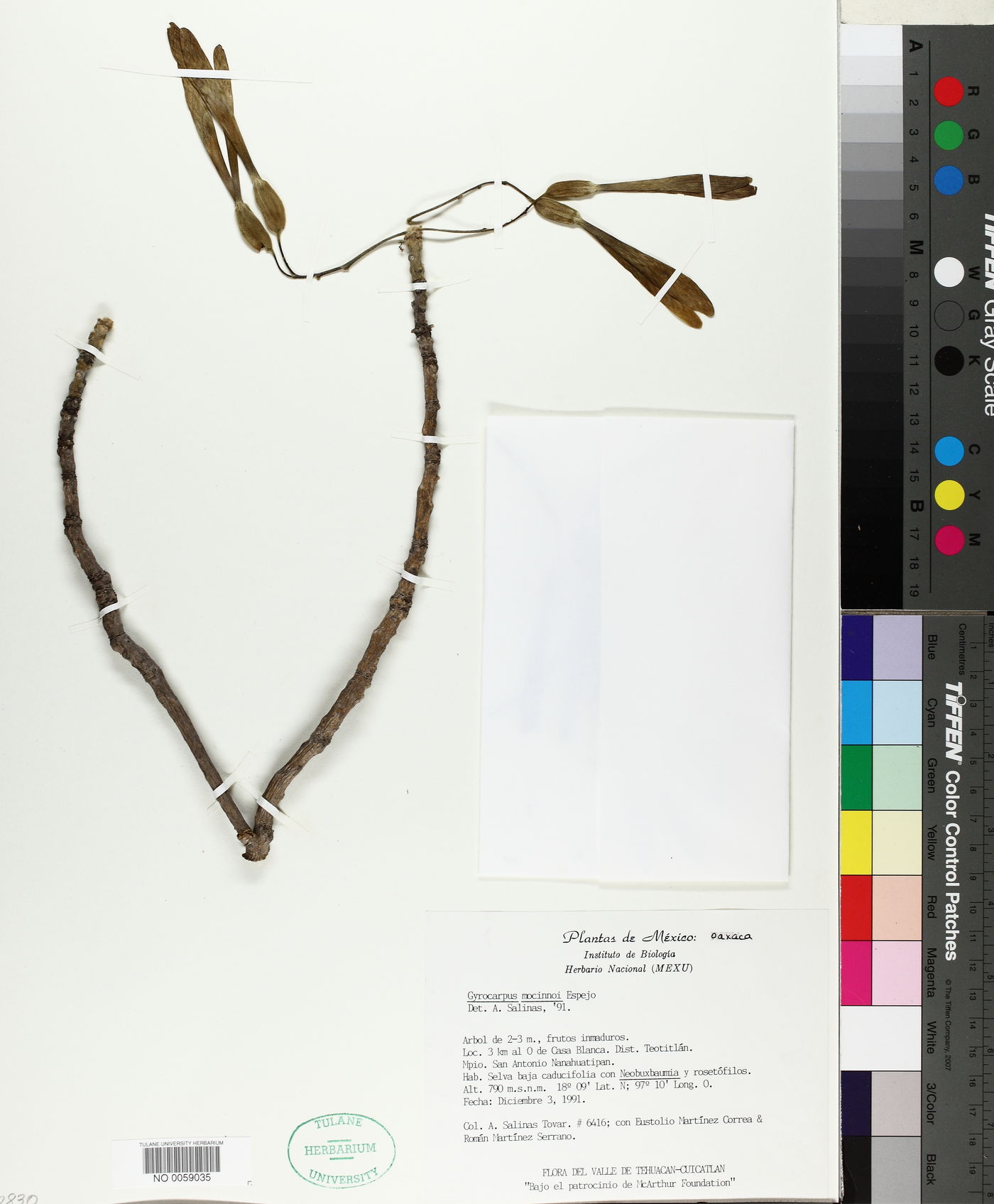 Gyrocarpus image