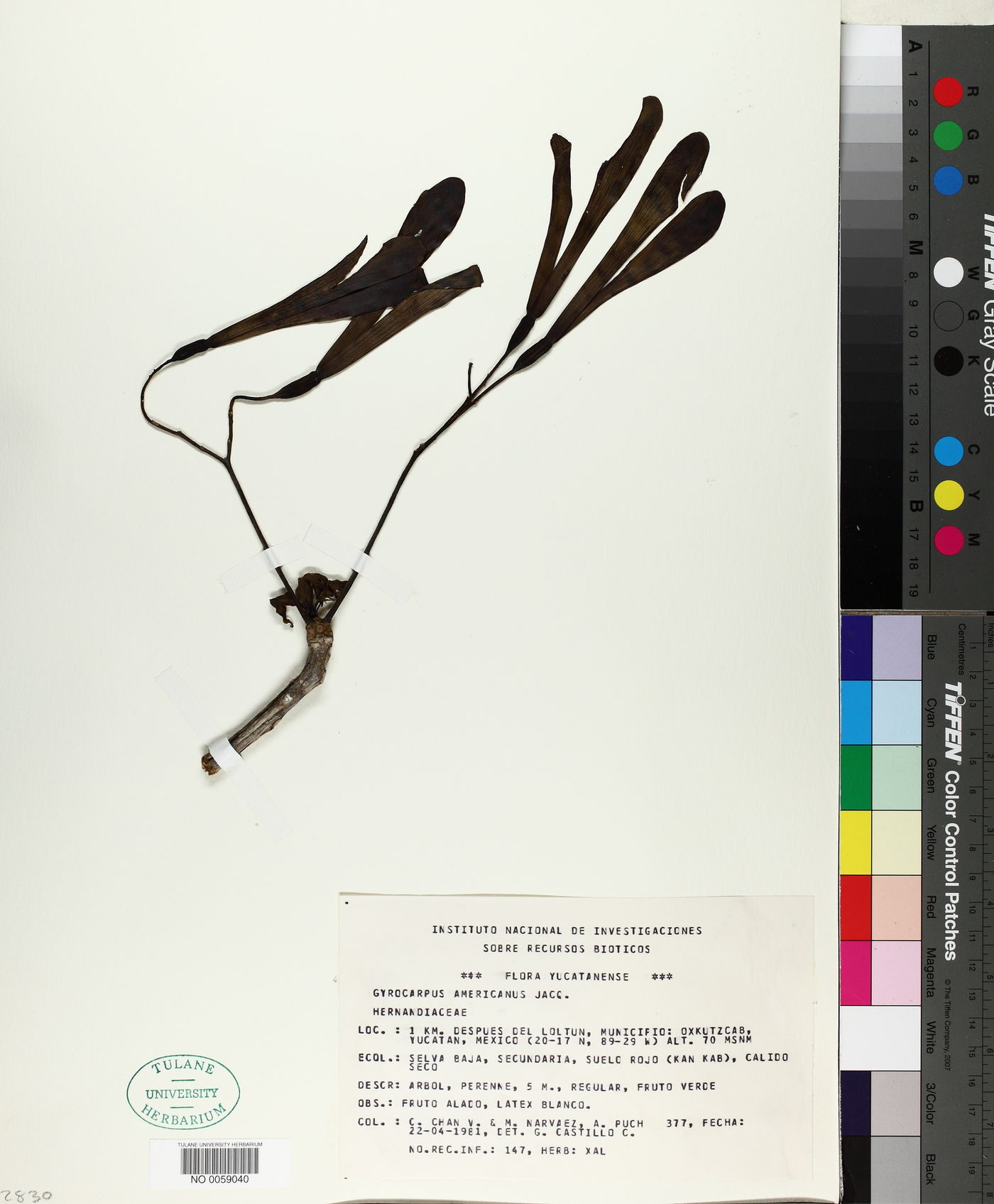 Gyrocarpus americanus image