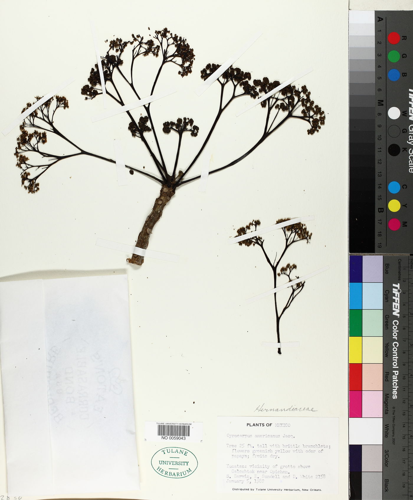 Gyrocarpus americanus image