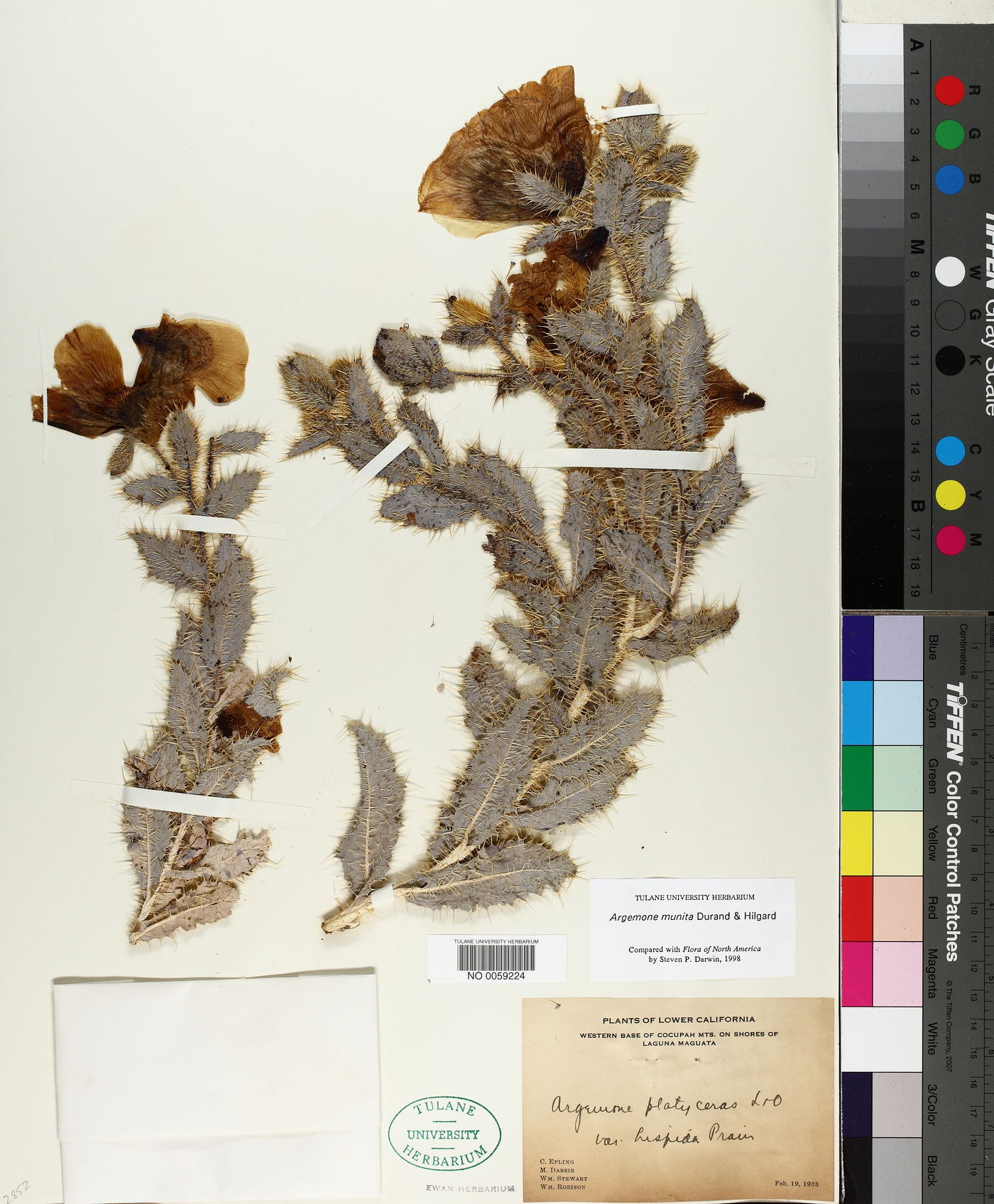 Argemone munita image