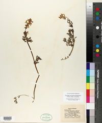 Corydalis micrantha subsp. micrantha image