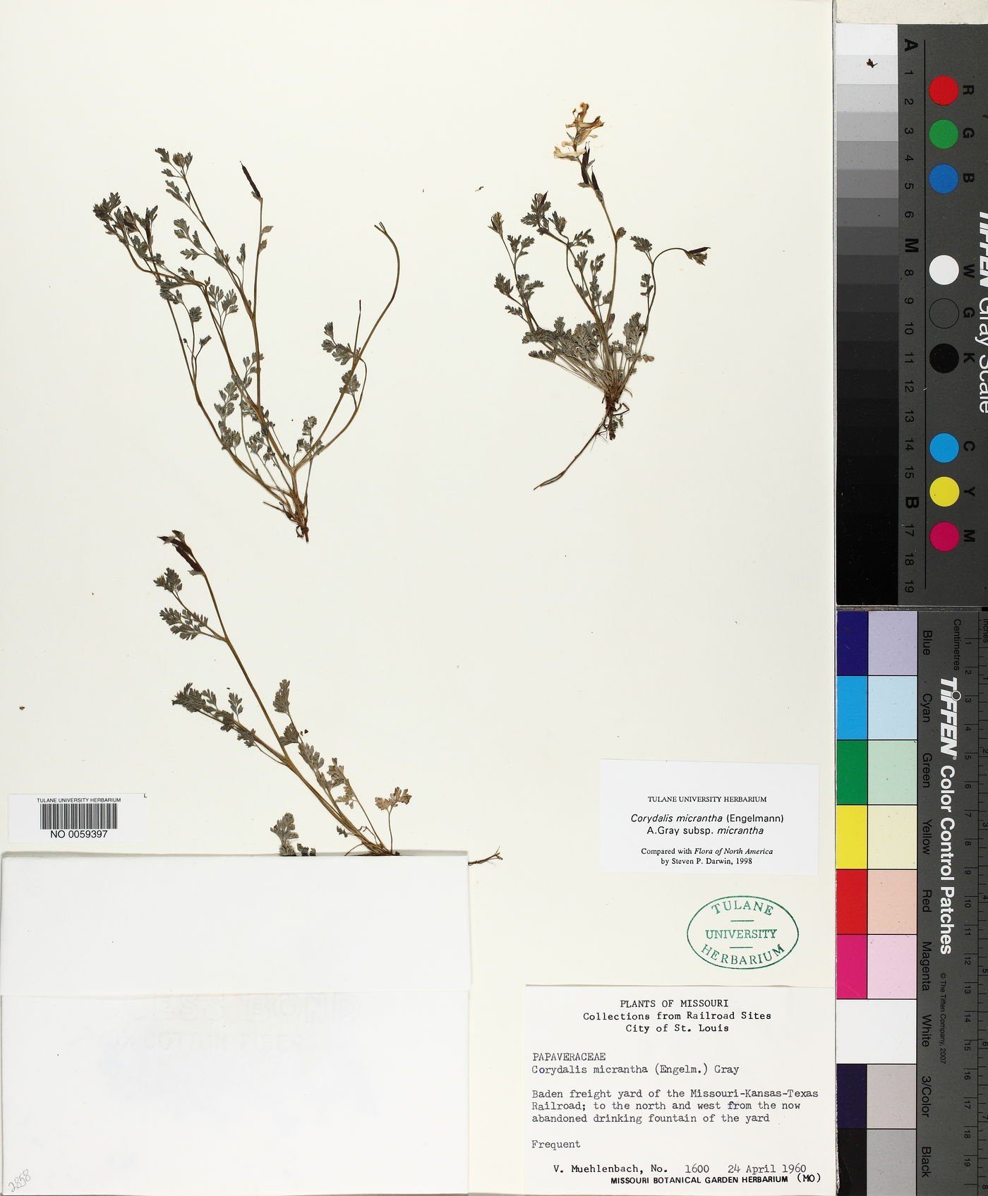 Corydalis micrantha subsp. micrantha image