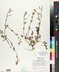 Corydalis micrantha subsp. texensis image