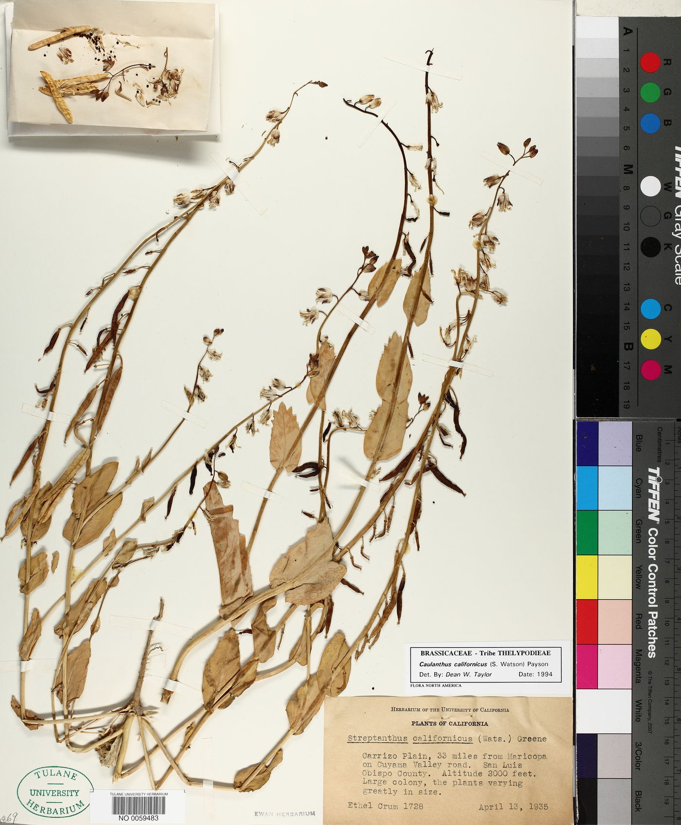 Streptanthus californicus image