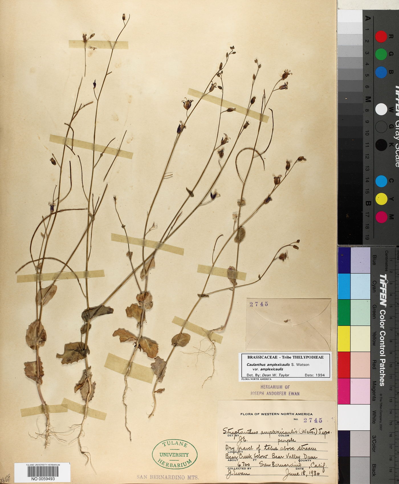 Streptanthus amplexicaulis image
