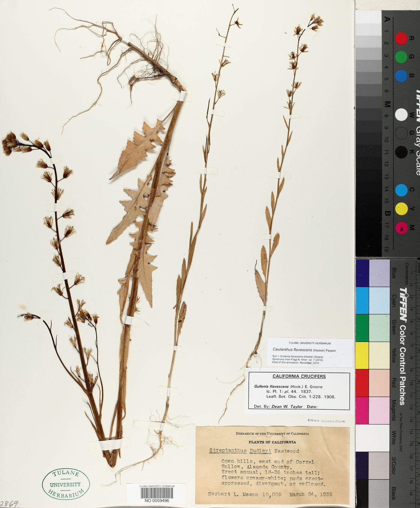 Caulanthus flavescens image