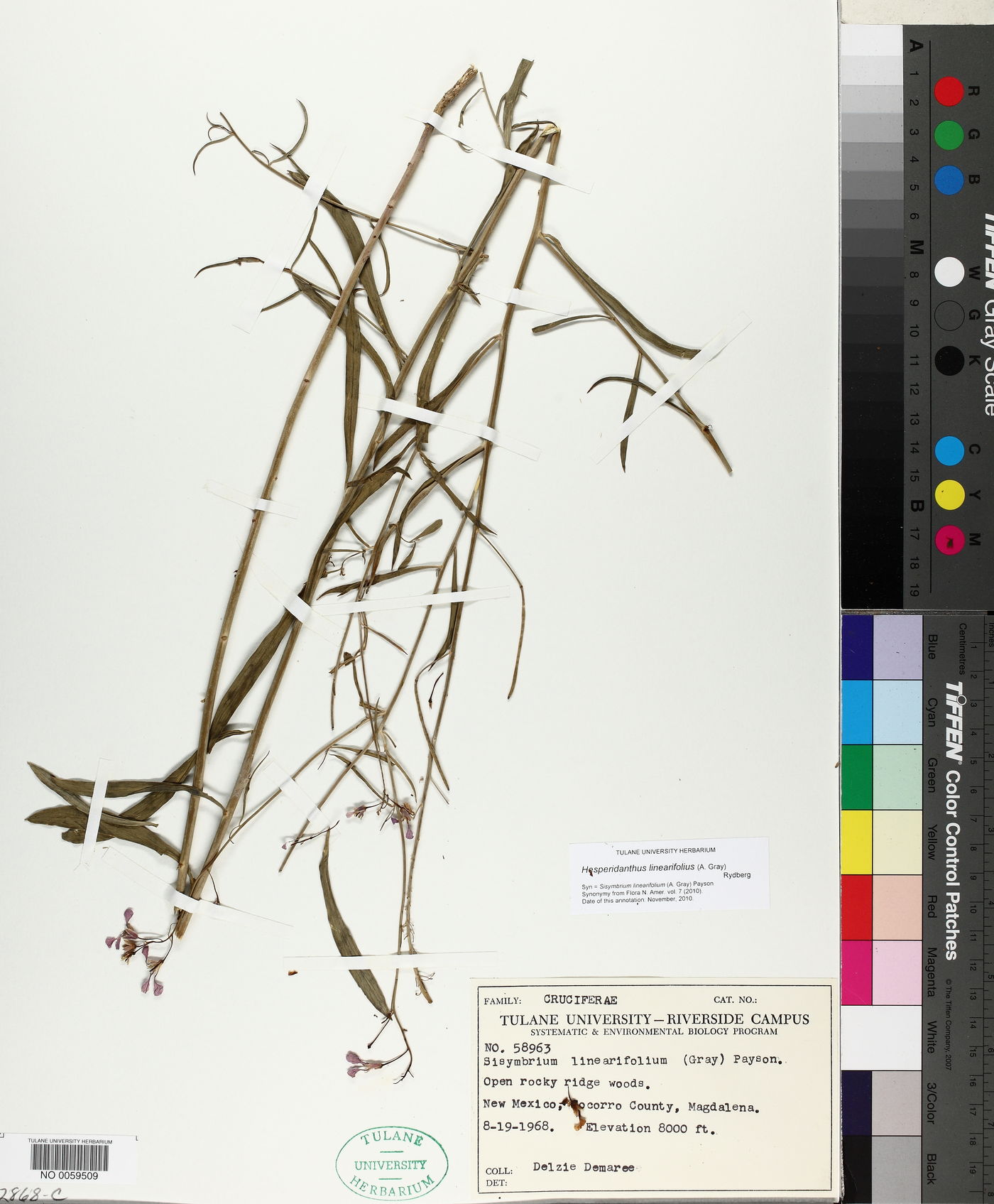 Schoenocrambe linearifolia image