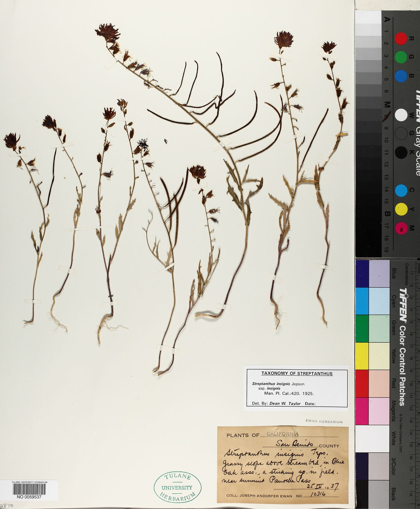 Streptanthus insignis subsp. insignis image