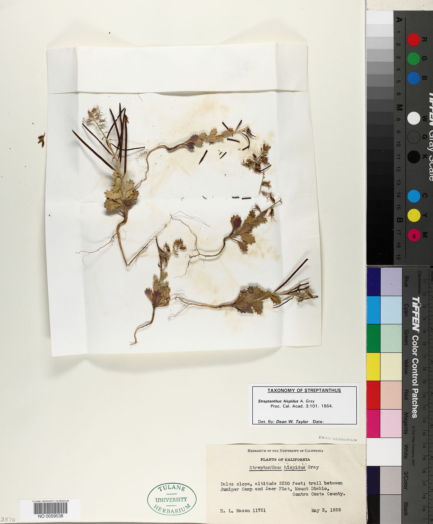 Streptanthus hispidus image