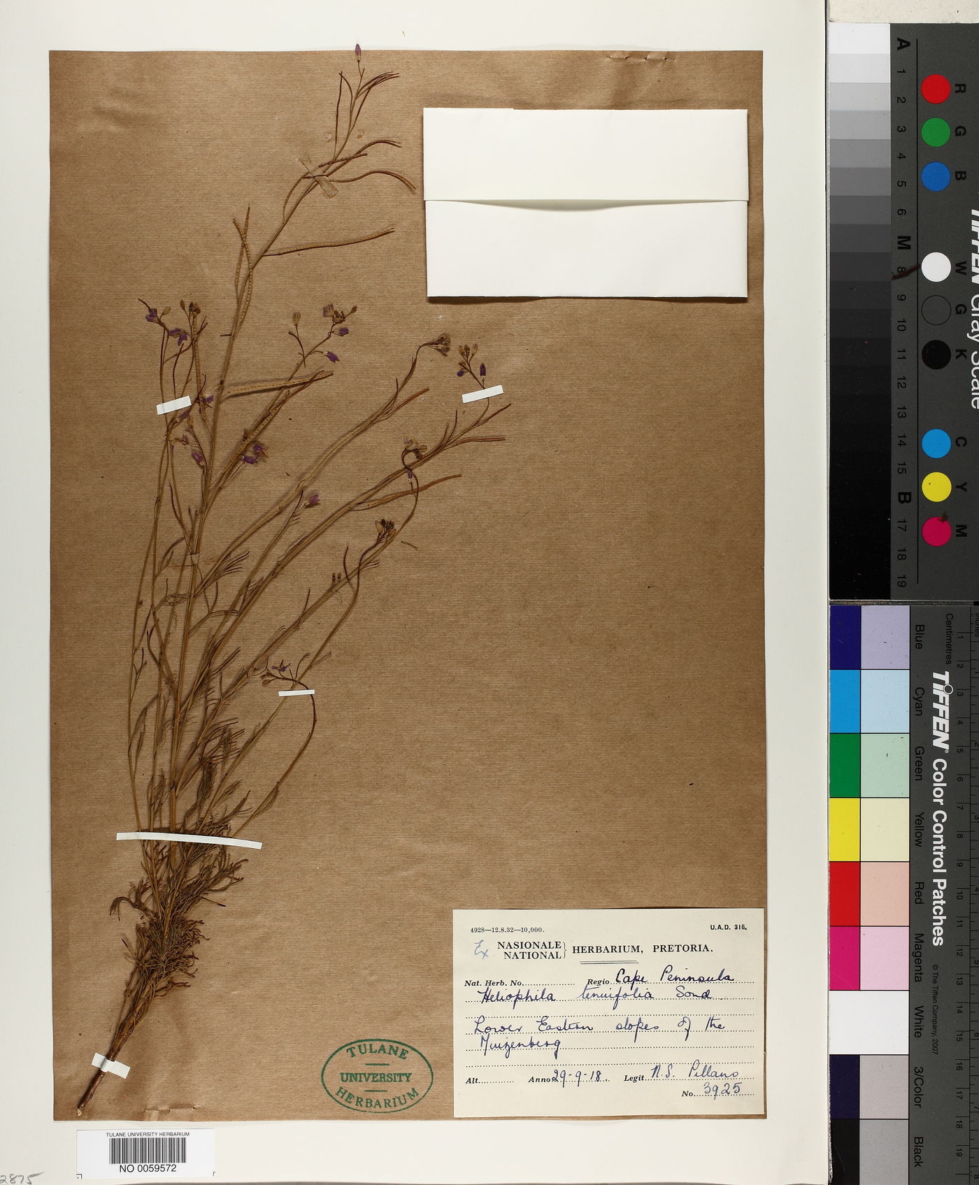 Heliophila digitata image
