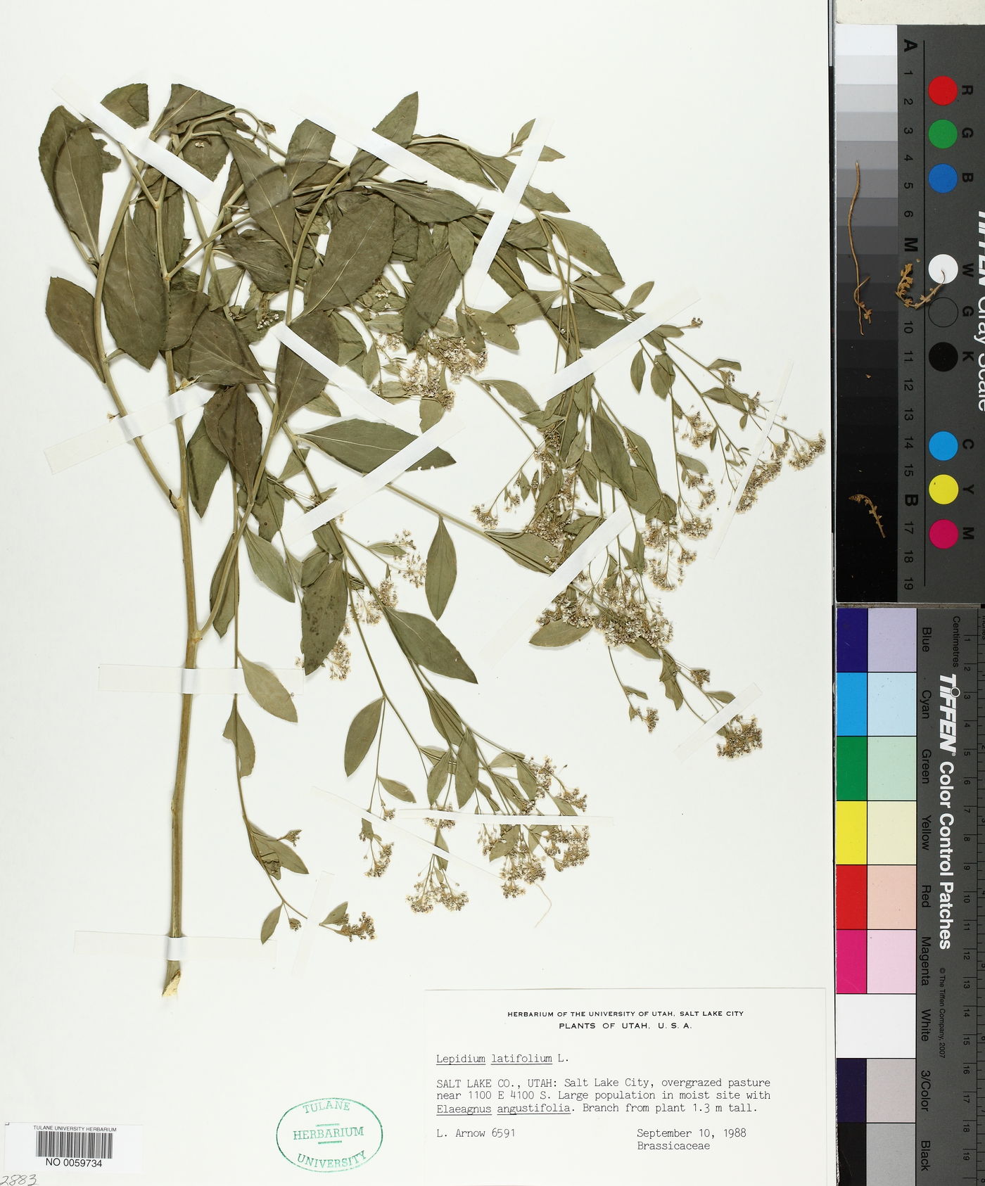 Lepidium latifolium image