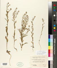 Lepidium virginicum subsp. menziesii image