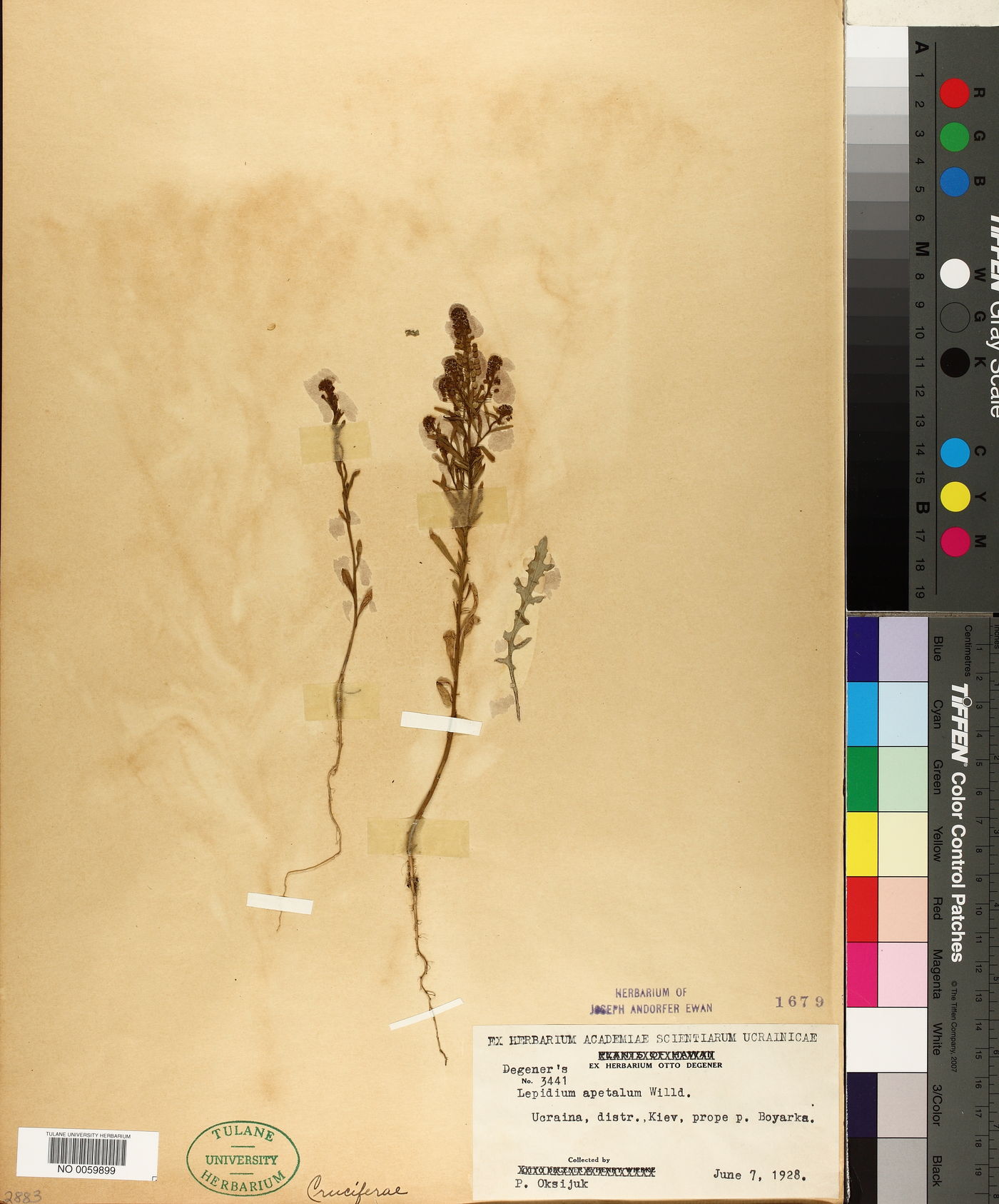 Lepidium apetalum image