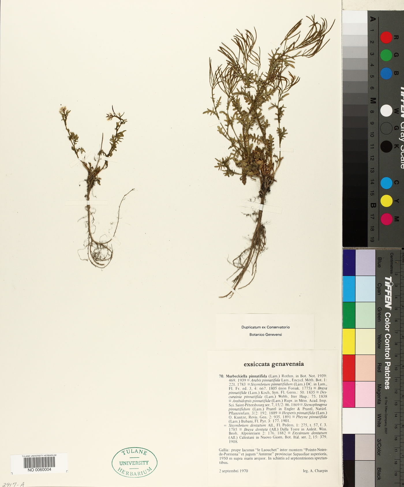 Murbeckiella pinnatifida image