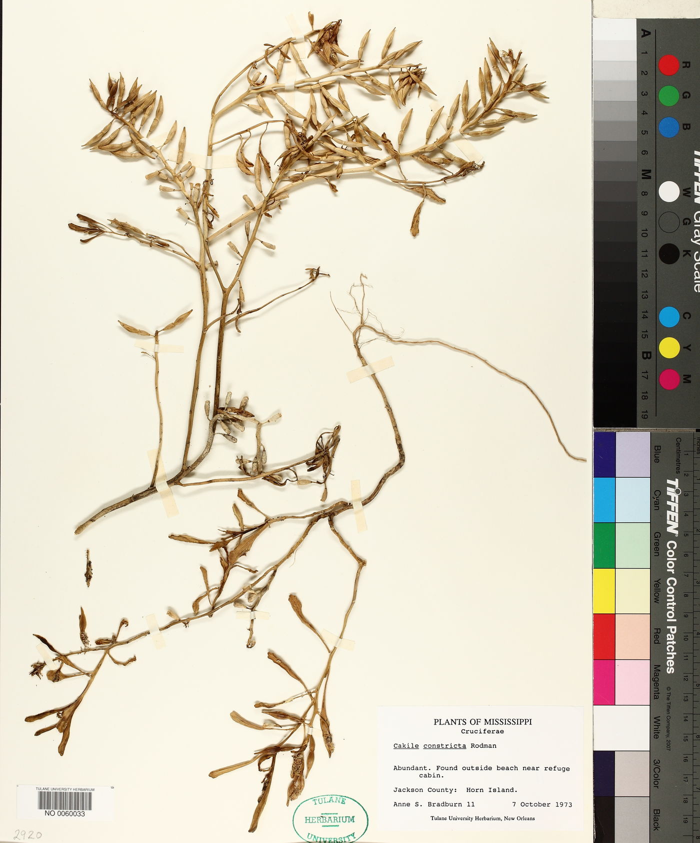 Cakile constricta image
