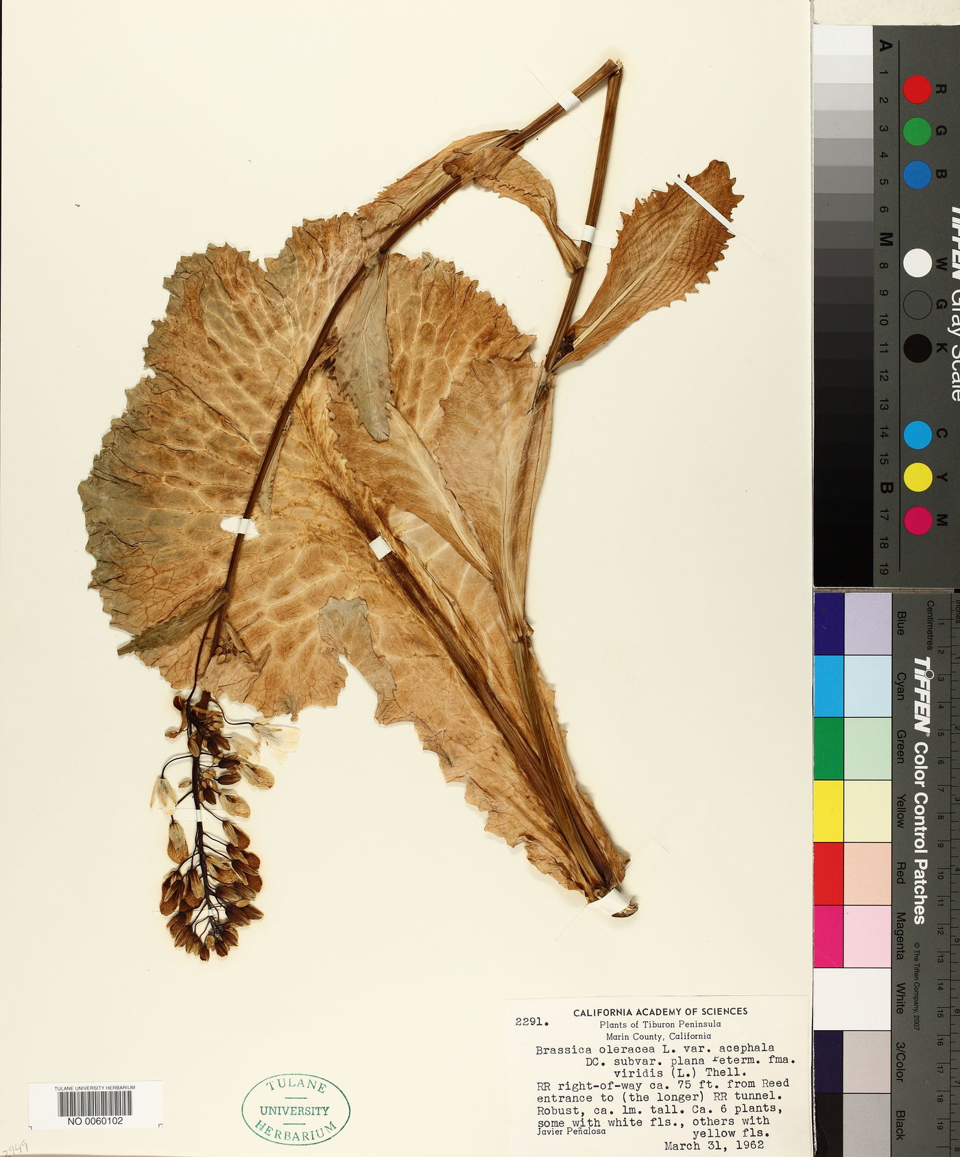 Brassica oleracea image