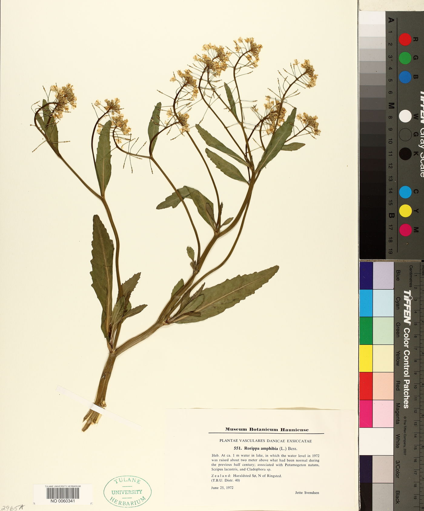 Rorippa amphibia image