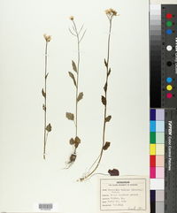 Cardamine bulbosa image