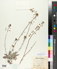 Physaria purpurea image