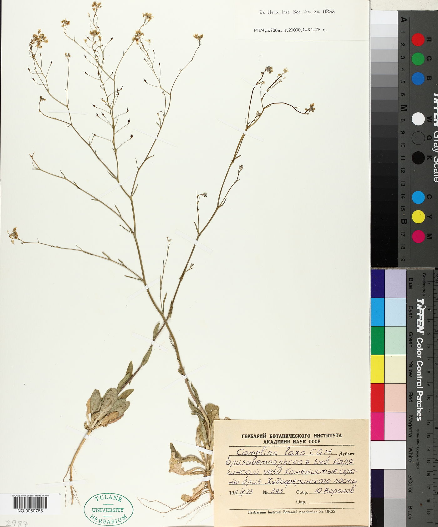 Camelina laxa image