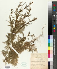 Descurainia pinnata subsp. menziesii image