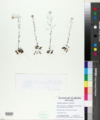 Arabidopsis thaliana image