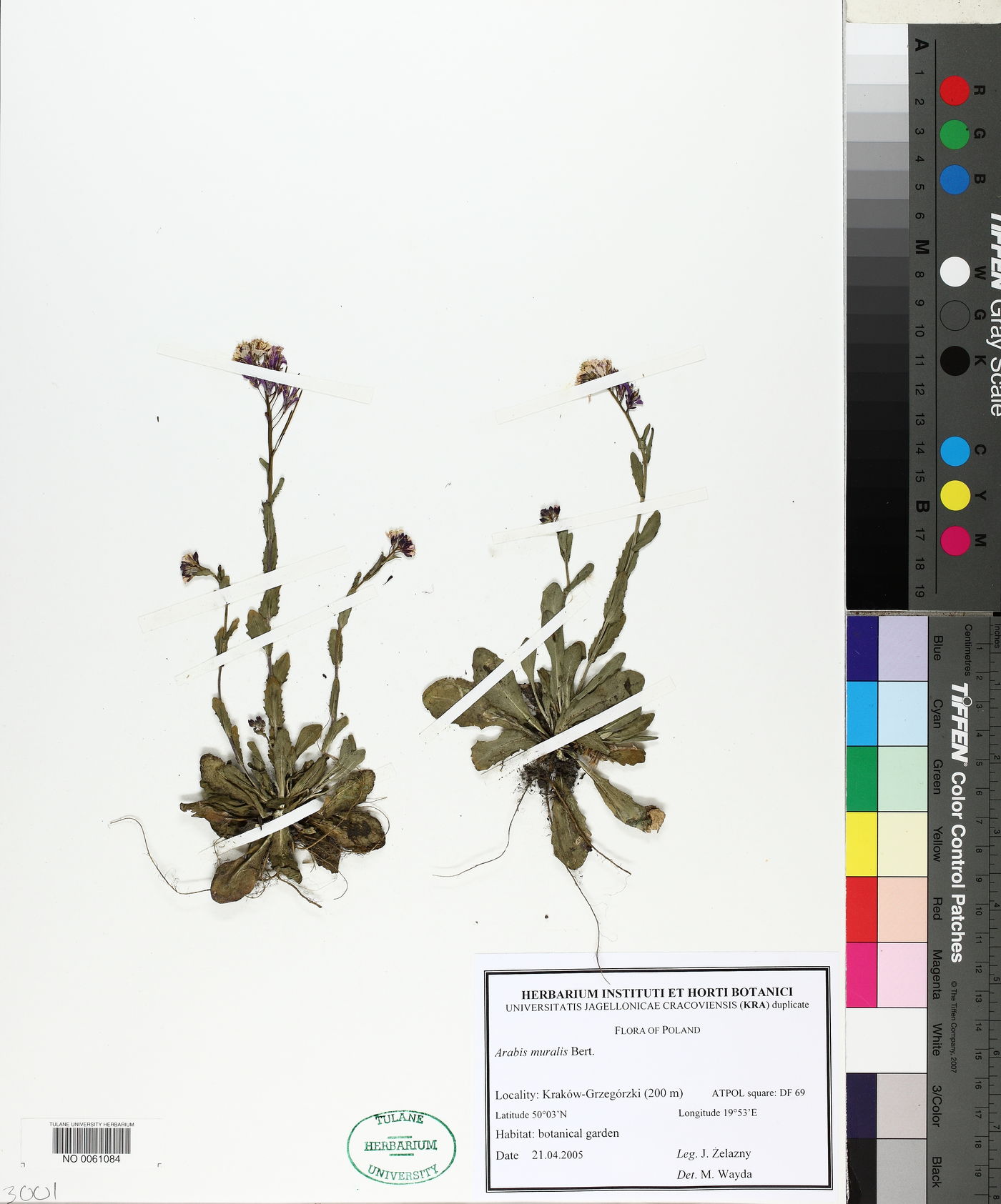 Arabis collina image