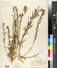 Erysimum cheiranthoides image