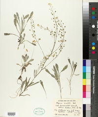 Aurinia saxatilis subsp. orientalis image