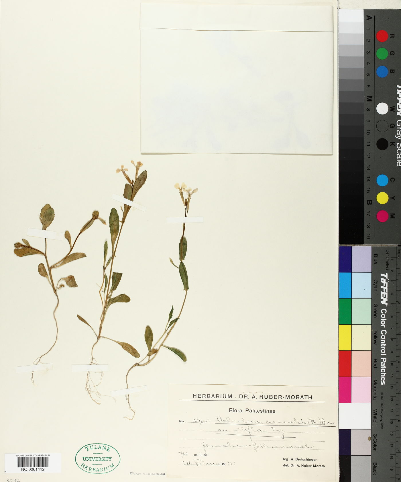 Malcolmia crenulata var. albiflora image