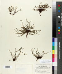 Cleome procumbens subsp. obtusa image