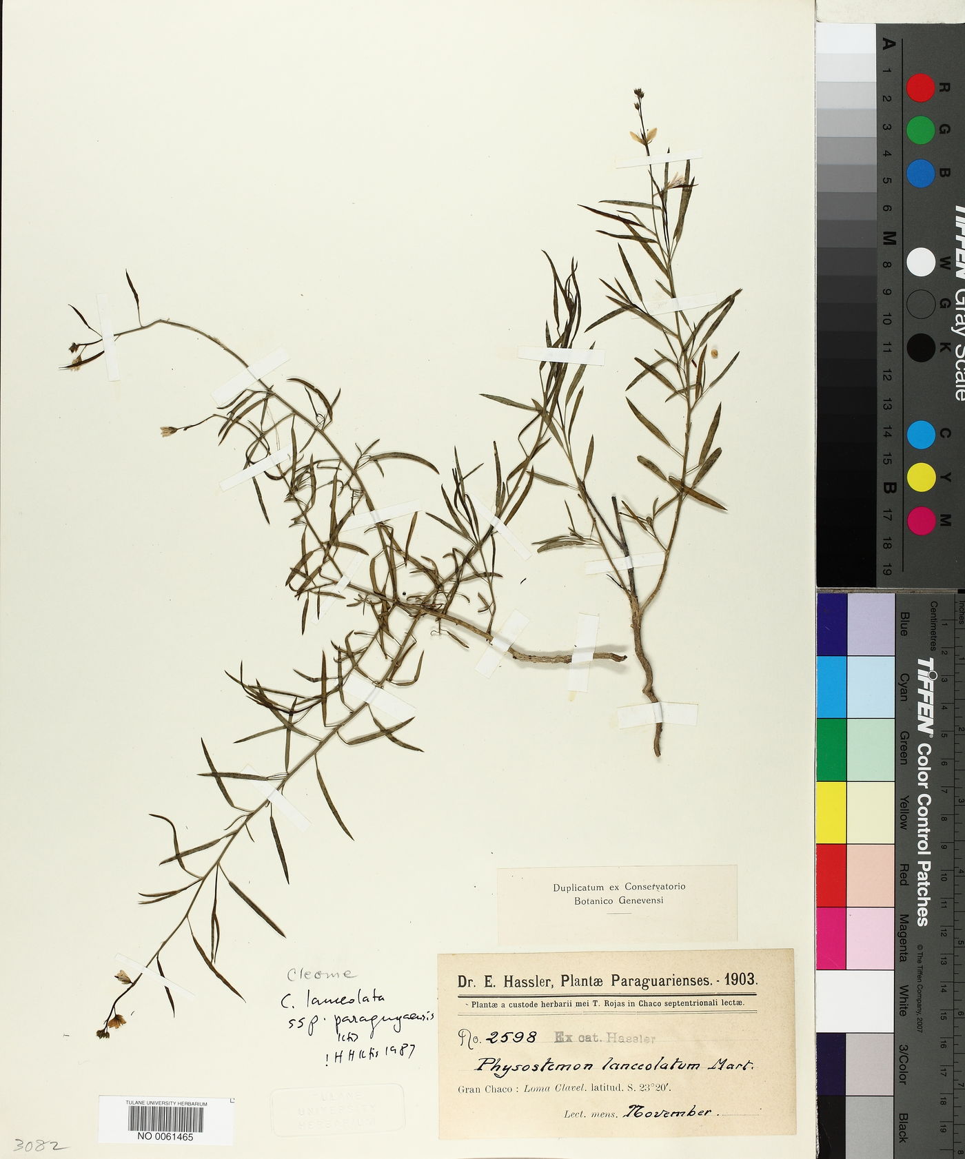 Cleome lanceolata image