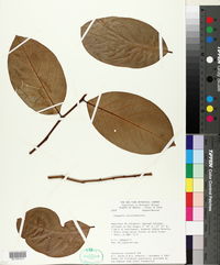 Capparis coccolobifolia image