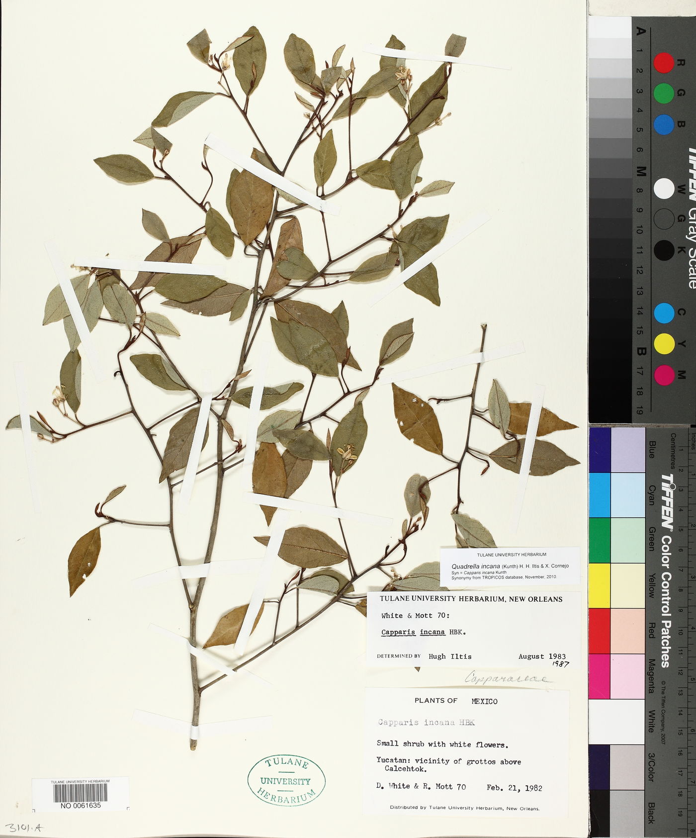 Quadrella incana image