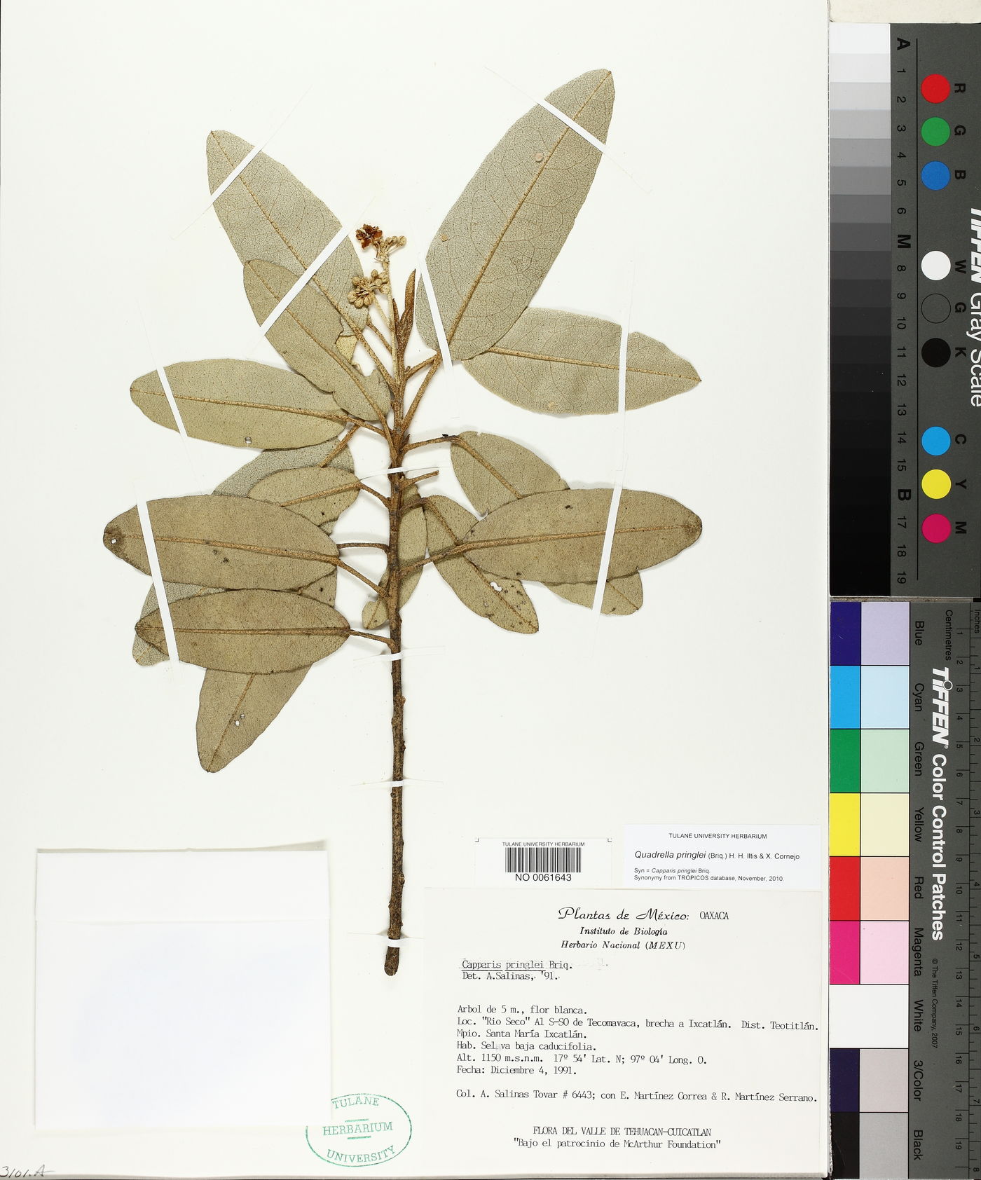 Quadrella pringlei image