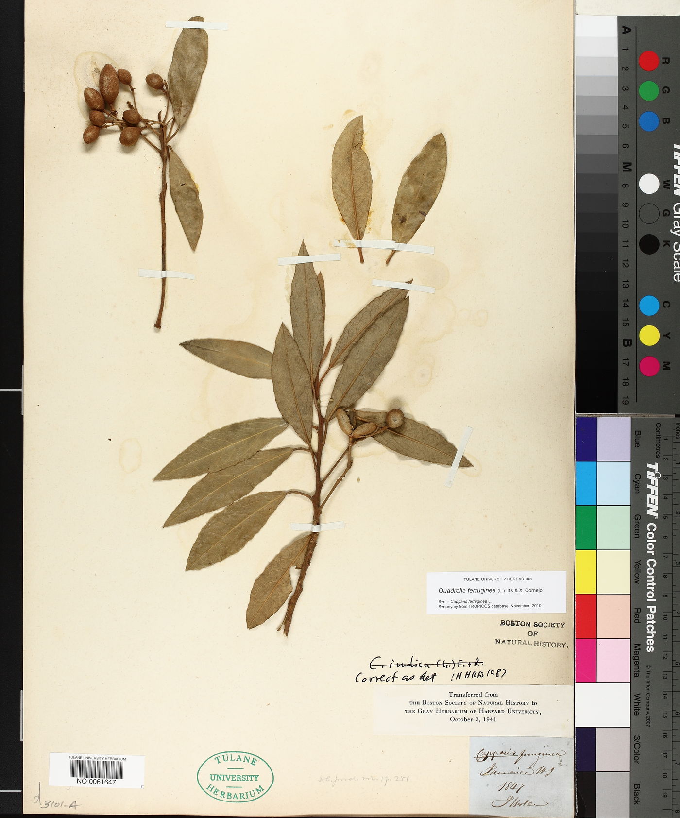 Capparis ferruginea image