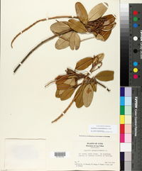 Quadrella cynophallophora image