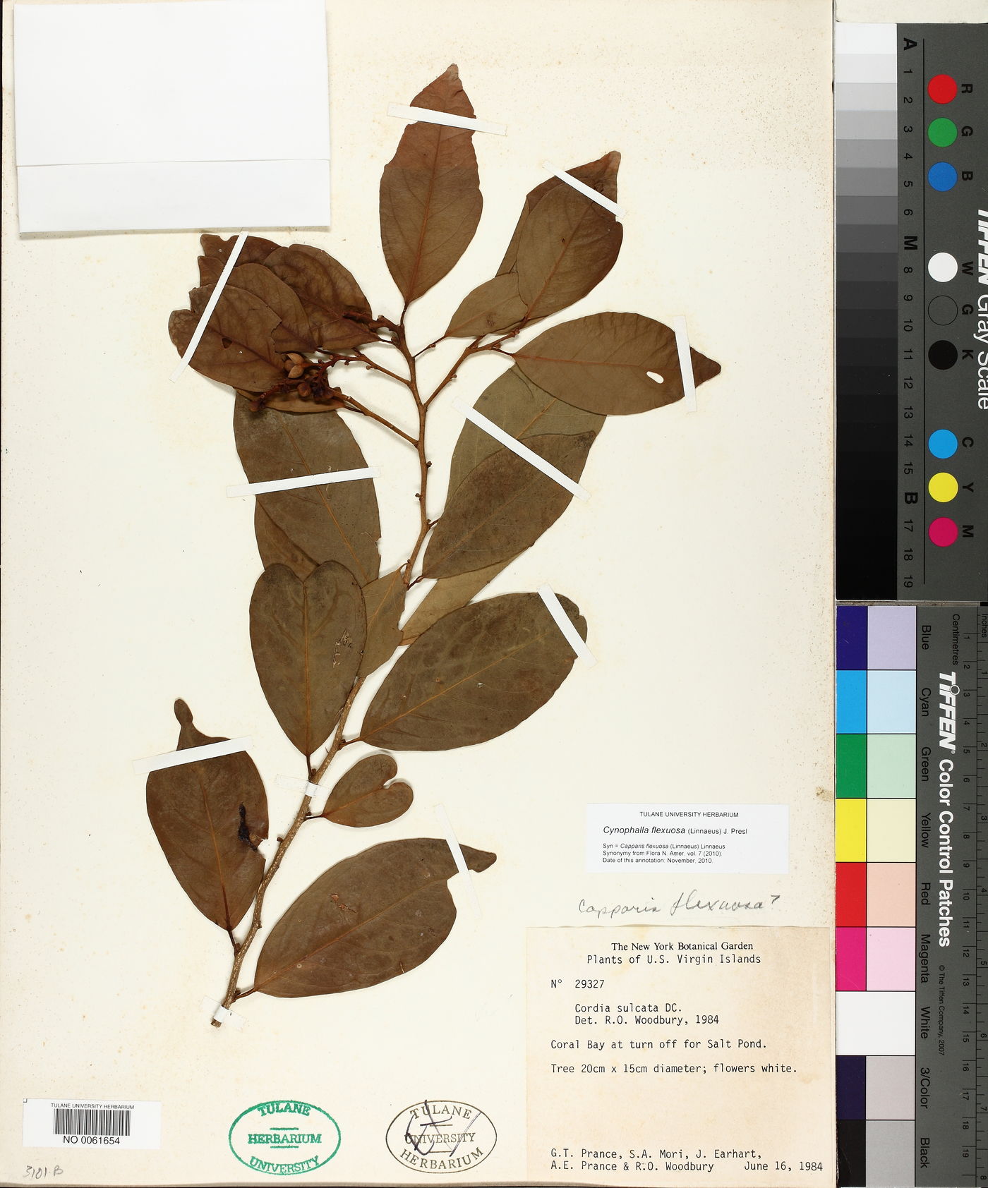 Cynophalla flexuosa image