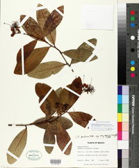 Neocapparis pachaca subsp. oxysepalum image