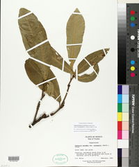 Neocapparis pachaca subsp. oxysepalum image
