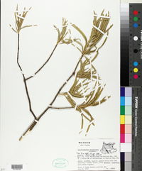 Forchhammeria macrocarpa image