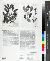 Forchhammeria trifoliata image