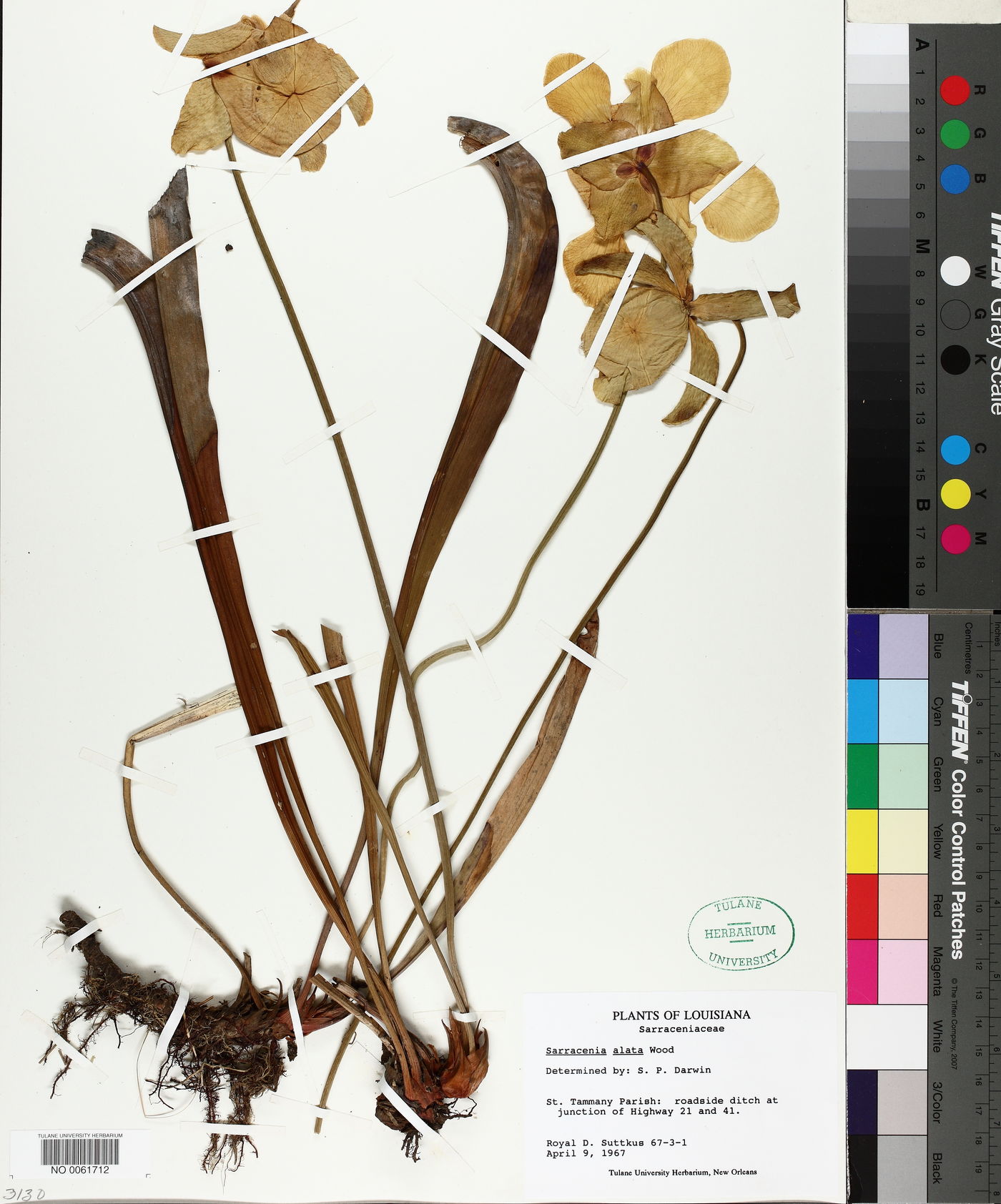 Sarracenia alata image