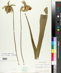 Sarracenia sledgei image