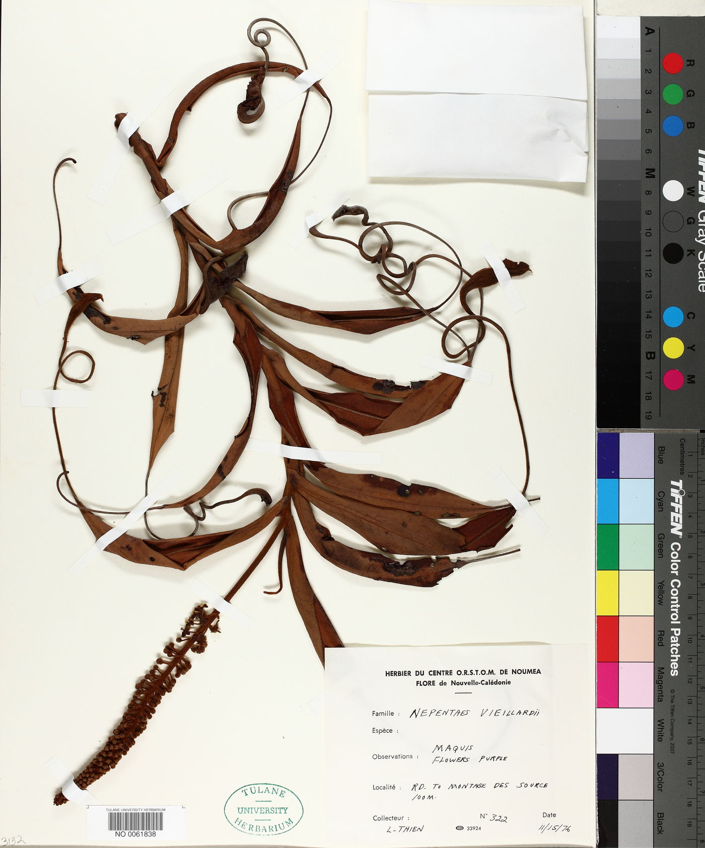 Nepenthes vieillardii image