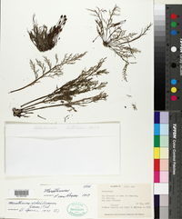 Image of Marathrum schiedeanum